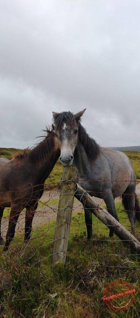 Lovely Horses
