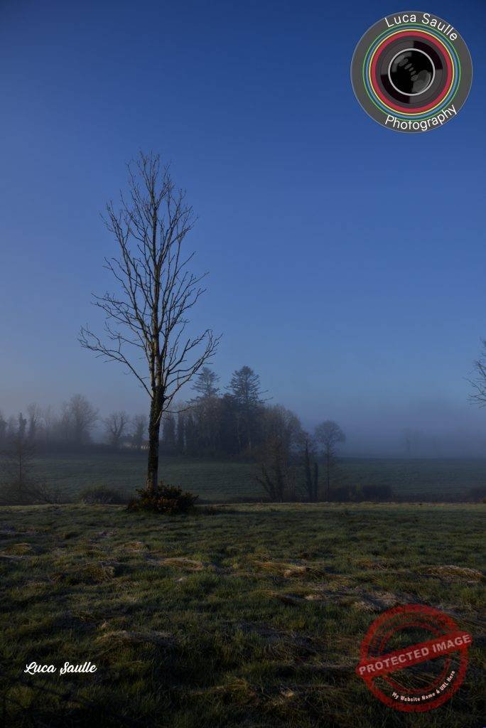 Morning Mist